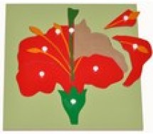 giao cu montessori xep hinh hoa 2